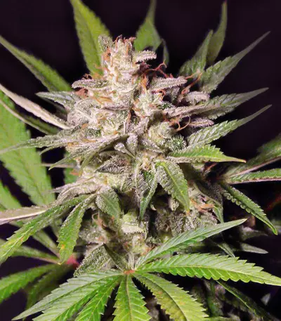 Silver Bubble (Reserva Privada) Cannabis-Samen