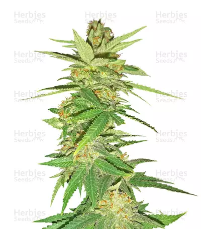 Sweet Bilbo (Genehtik Seeds) Cannabis-Samen