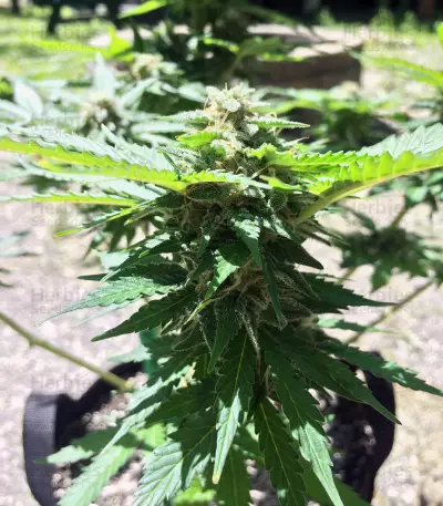 Thin Mint Crack Autoflower (Seedstockers) Cannabis-Samen