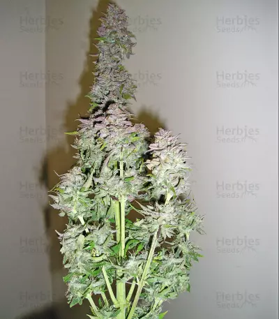 Toof Decay Auto (Mephisto Genetics) Cannabis-Samen