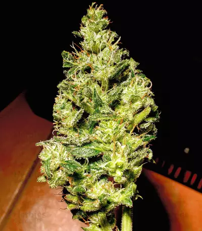 Waist Deep Auto (Heavyweight Seeds) Cannabis-Samen