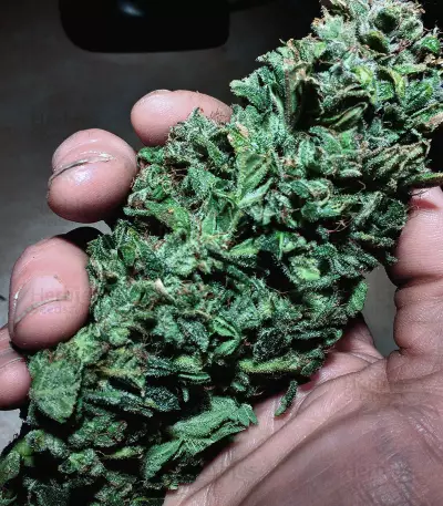 Waist Deep Auto (Heavyweight Seeds) Cannabis-Samen