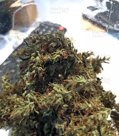 Zamaldelica (Ace Seeds) Cannabis-Samen