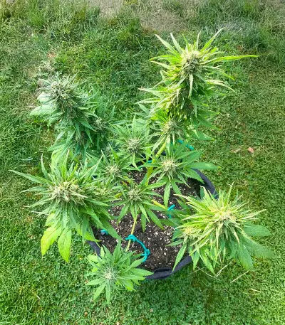 Auto GG#4 Original Glue F1 feminisierte Samen (Seedkeepers)