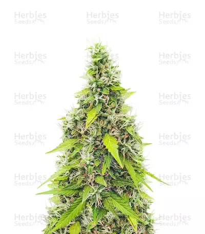 Auto GG#4 Original Glue F1 feminisierte Samen (Seedkeepers)