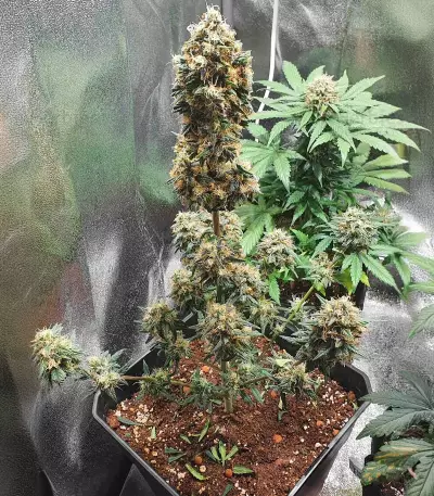Auto Purple Diesel strain