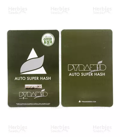 Auto Super Hash (Pyramid Seeds) Cannabis-Samen