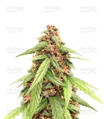 Auto Super OG Kush (Pyramid Seeds) Cannabis-Samen