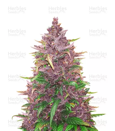 Beginner Auto Mix Samen feminisiert (Herbies Seeds)