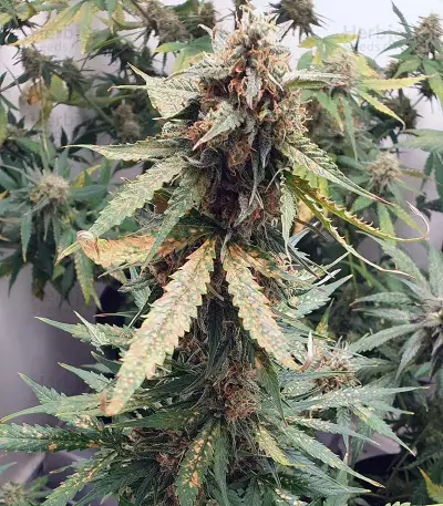 Cash Crop Auto (Cream of the crop seeds) Cannabis-Samen
