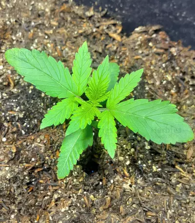 CBD Lemon Aid (Original Sensible Seeds) Cannabis-Samen