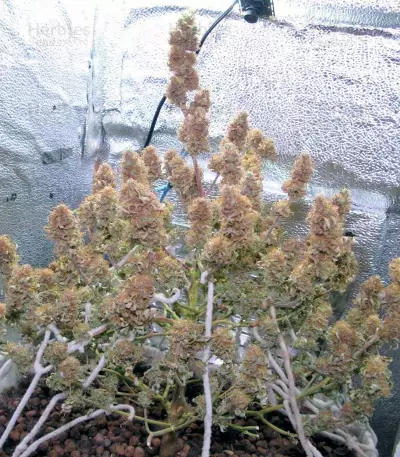 Delahaze (Paradise Seeds) Cannabis-Samen
