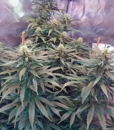 Jack 47 (Sweet Seeds) Cannabis-Samen