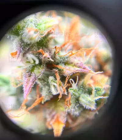 Keepers OG Autoflower feminisierte Samen (Seedkeepers)