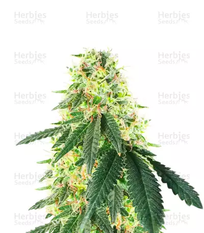 Lemon OG feminisierte Samen (AlphaFem Seeds)