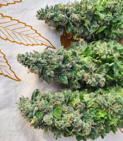 Marula Fruit regular (RQS) Cannabis-Samen