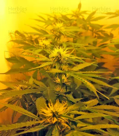 Northern Lights Auto (GHS) Cannabis-Samen