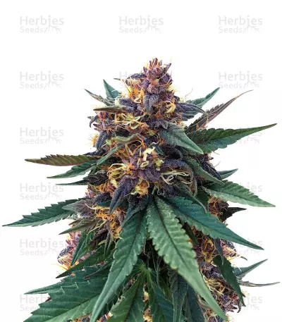 Purple Bud (White Label) Cannabis-Samen