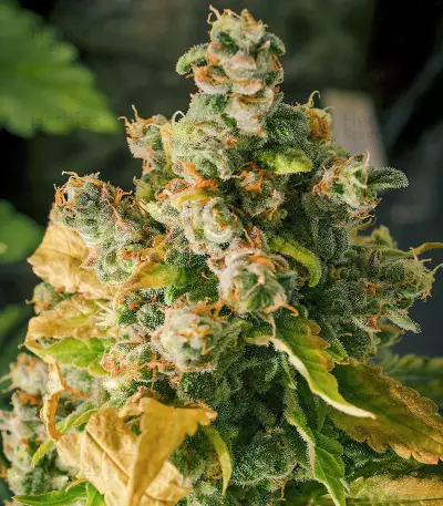 Purple Haze 1 (Positronics Seeds) Cannabis-Samen