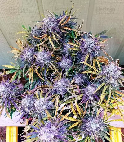 Skywalker OG Auto Samen feminisiert (Barney's Farm)