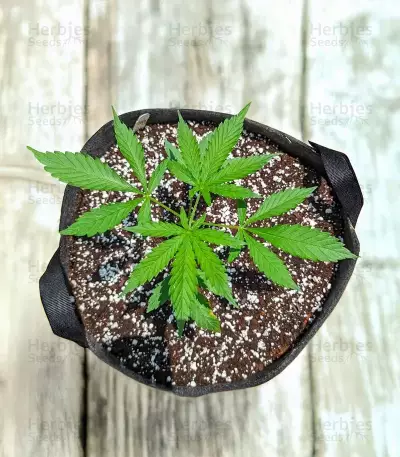 All Gas OG Autoflower feminisierte Samen (Humboldt Seed Company)
