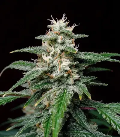 Biscotti Auto (Green House Seeds)