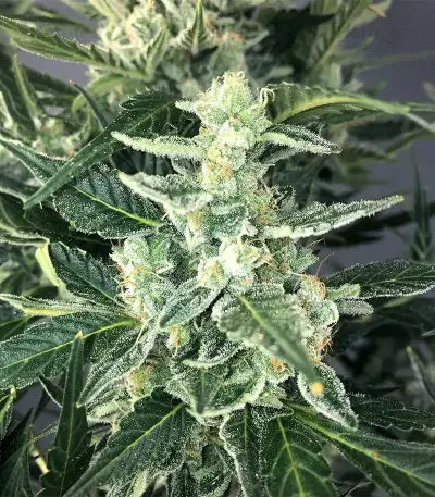 Bruce the Russian (Cream of the Crop Seeds) Cannabis-Samen