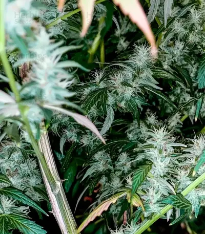 Copacabana Auto (Flash Seeds)