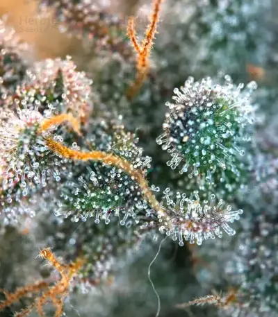 Cream Auto (BlimBurn Seeds)
