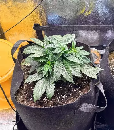 Crème De la Chem Auto (Mephisto Genetics) Cannabis-Samen