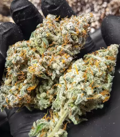 Double Grape Auto (Mephisto Genetics) Cannabis-Samen