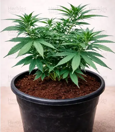 Edam Bomb (Cheese Bomb) (Bomb Seeds) Cannabis-Samen