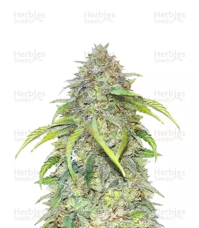 Forgotten Cookies Auto (Mephisto Genetics) Cannabis-Samen