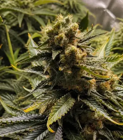 Frosted Guava (Original Sensible Seeds)
