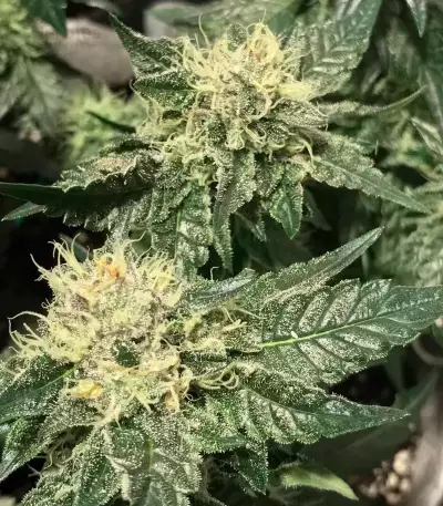 Girl Scout Cookies feminisierte Samen (Garden of Green)