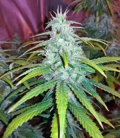 Gorilla Z (Big Head Seeds) Cannabis-Samen