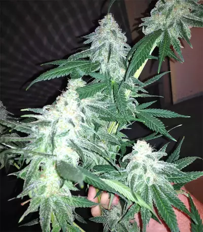 Grandaddy Black (Original Sensible Seeds) Cannabis-Samen