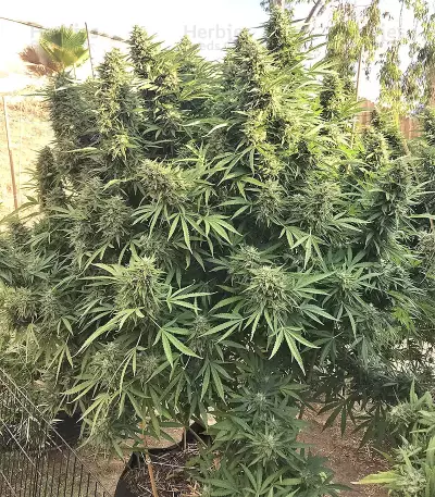 Grandaddy Purple (Big Head Seeds) Cannabis-Samen