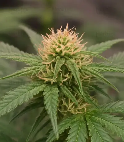Mango Frost Auto (Fast Buds)