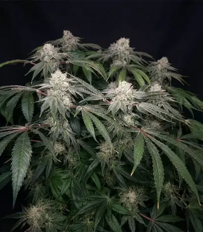 Moonshine Mass (Critical Mass Collective Seeds) Cannabis-Samen