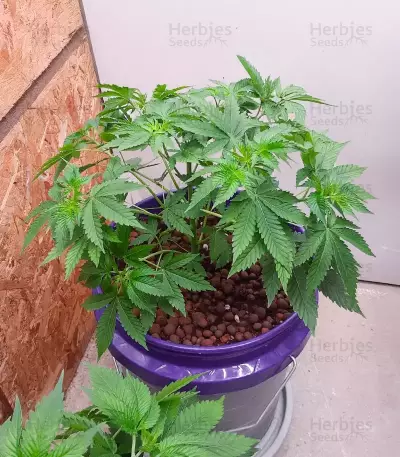 Orange Cream Pop feminisierte Samen (Humboldt Seed Company)