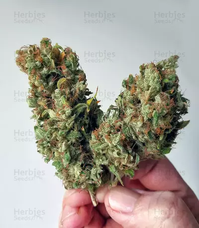 Shiskaberry feminisierte Samen (Barney's Farm)