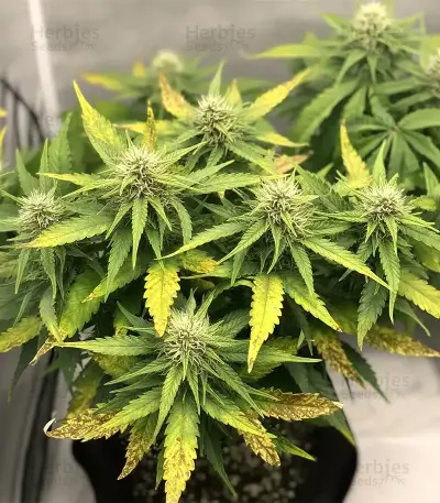 Sir Jack Auto (Exotic Seeds) Cannabis-Samen