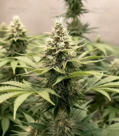 Skunk (Zambeza Seeds) Cannabis-Samen