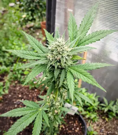 Space Cookies Auto feminisierte Samen (Delicious Seeds)