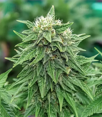 Strawberry AKeil (Serious Seeds) Cannabis-Samen