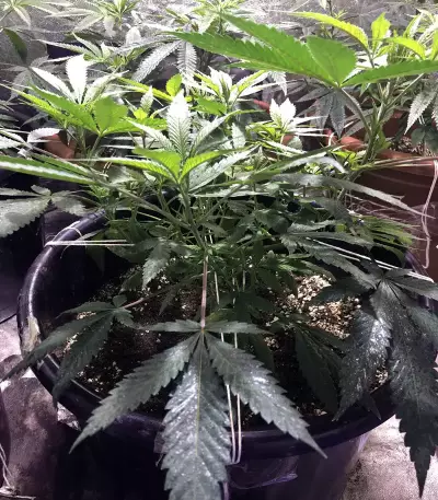 The New (Humboldt Seeds Organization) Cannabis-Samen