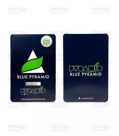 Blue Pyramid (Pyramid Seeds) Cannabis-Samen
