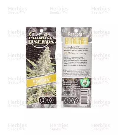 Pandora Auto (Paradise Seeds) Cannabis-Samen