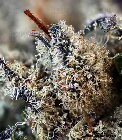 501st OG Regular (Rare Dankness Seeds) Cannabis-Samen